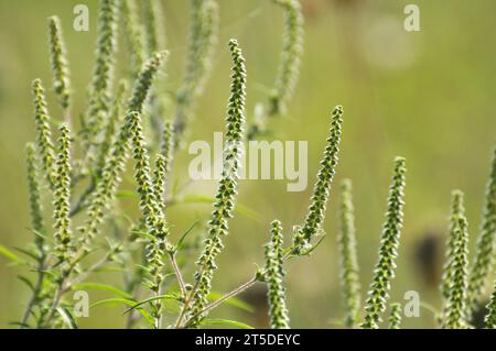 Im Sommer wächst Ragweed (Ambrosia artemisiifolia) in freier Wildbahn Stockfoto