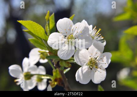 Im Frühjahr blüht die Kirsche in weiß Stockfoto