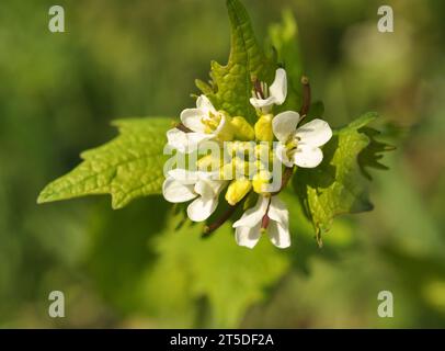 In freier Wildbahn wächst ein zweijähriger Knoblauchsenf (Alliaria petiolata) Stockfoto