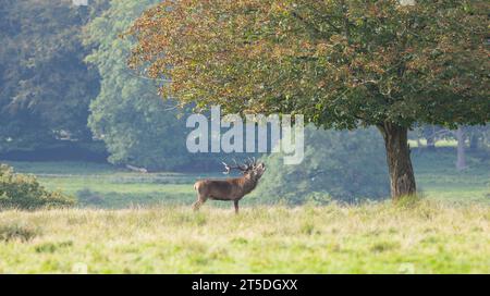 Rotwild, cervus elaphus, Hirsch, der sich in seinem Gebiet auf der Wiese umsieht. Dominantes männliches Säugetier mit dunklem, starkem Geweih Stockfoto