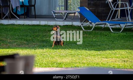 Ein süßer griechischer schwarzer Hund hat sich in einem Bungalow mit Liegestühlen verlaufen. Stockfoto