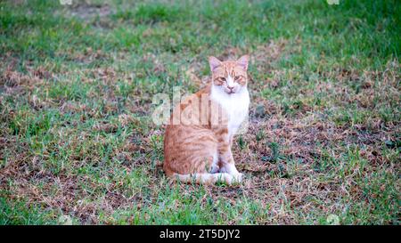 Die ernsthaft aussehende rote Katze sitzt auf dem Rasen, ihr Blick direkt auf den Betrachter gerichtet. Diese Katze trägt die Eigenschaften einer klassischen griechischen Straßenkatze. Stockfoto