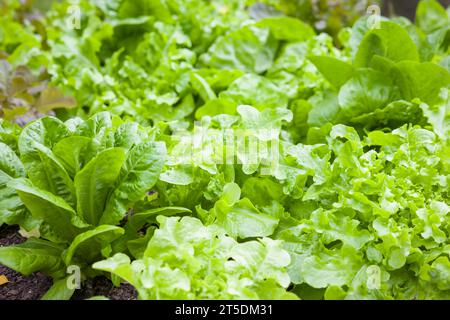 Reihen von Salatpflanzen, die in einem englischen Garten, Großbritannien, wachsen Stockfoto