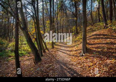 Malerische Schotterstraße im sonnigen Herbstwald. Goldene Herbstlandschaft Stockfoto