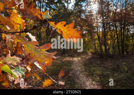 Schöner Wanderweg im malerischen Eichenwald im Herbst. Stockfoto