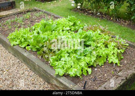 Reihen von Salatpflanzen, die in einem Hochbeet in einem englischen Garten wachsen Stockfoto