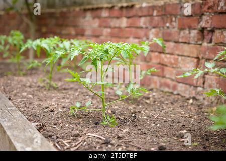 Tomaten/Paradeiser. Junge Tomatenpflanzen, die draußen in einem Hochbeet wachsen, britischer Garten. Stockfoto