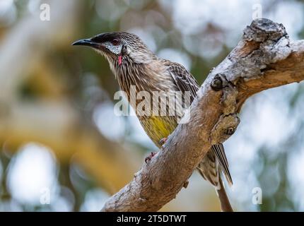 Ein Roter Wattlebird (Anthochaera carunculata), der auf einem Ast thront. Australien. Stockfoto