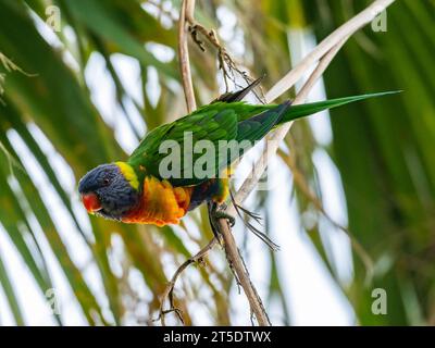 Ein wilder Rainbow Lorikeet (Trichoglossus moluccanus), der auf einem Zweig thront. Australien. Stockfoto