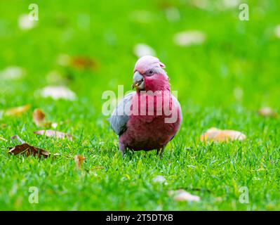 Eine bunte Galah (Eolophus roseicapilla), die auf grünem Gras forscht. Australien. Stockfoto