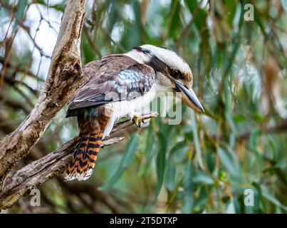 Ein lachender Kookaburra (Dacelo novaeguineae), der auf einem Ast thront. Australien. Stockfoto
