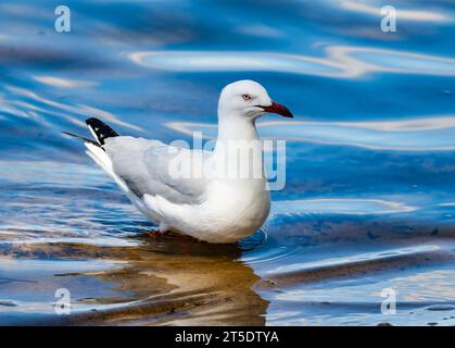 Eine Silbermöwe (Chroicocephalus novaehollandiae), die im Wasser steht. Australien. Stockfoto