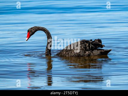 Ein wilder Schwarzer Schwan (Cygnus atratus) schwimmt in einem See. Australien. Stockfoto