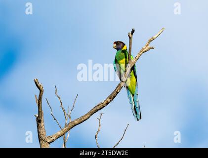 Ein farbenfroher australischer Ringneck-Papagei (Barnardius zonarius), der auf einem Ast thront. Australien. Stockfoto