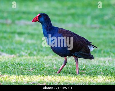 Ein australasischer Sumpfer (Porphyrio melanotus), der sich auf grünem Gras ernährt. Australien. Stockfoto