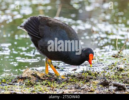 Ein Dusky Moorhen (Gallinula tenebrosa) auf der Suche nach Nahrungsmitteln. Australien. Stockfoto