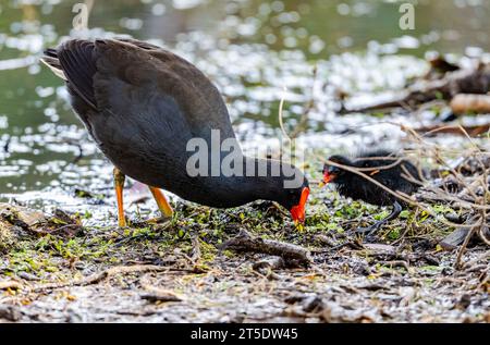 Ein Dusky Moorhen (Gallinula tenebrosa), das mit seinem Küken auf Nahrungssuche ist. Australien. Stockfoto