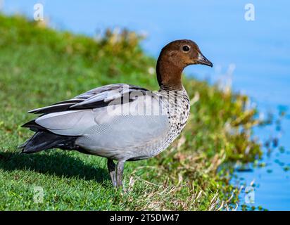 Eine wilde Mähne Ente (Chenonetta jubata), die an einem Teich steht. Australien. Stockfoto