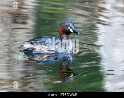 Ein australasischer Grebe (Tachybaptus novaehollandiae), der im Wasser schwimmt. Australien. Stockfoto