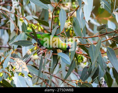 Ein farbenfroher Lorikeet mit violetter Krone (Parvipsitta porphyrocephala), der sich von Blumen ernährt. Australien. Stockfoto