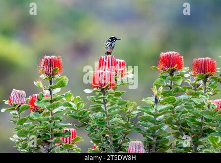 Ein New Holland Honeyeater (Phylidonyris novaehollandiae), der auf den Blüten der Scarlet Banksia (Banksia coccinea) thront. Australien. Stockfoto
