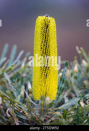 Gelbe Blüten von Candlestick Banksia (Banksia attenuata). Australien. Stockfoto