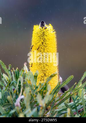 Gelbe Blüten von Candlestick Banksia (Banksia attenuata) locken Ameisen und andere Insekten an. Australien. Stockfoto