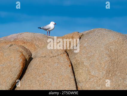 Eine Silbermöwe (Chroicocephalus novaehollandiae), die auf einem Granitvorsprung steht. Australien. Stockfoto