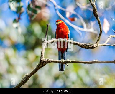 Eine brillant gefärbte Western Rosella (Platycercus icterotis), die auf einem Baum thront. Australien. Stockfoto