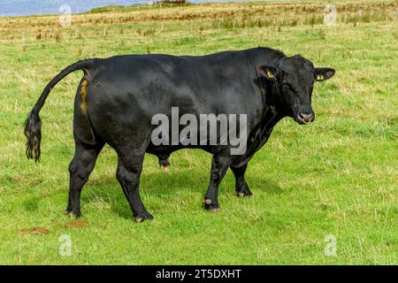 Ein Aberdeen-Angus-Stier auf einem Feld in der Nähe des Dorfes May, Caithness, Schottland, Großbritannien, Stockfoto