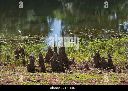 Kniestrukturen der Glatzzypresse ragten aus dem Rand eines Süßwassersees in Houston, Texas. Woody wächst über den Baumwurzeln mit unbekannter Funktion. Stockfoto