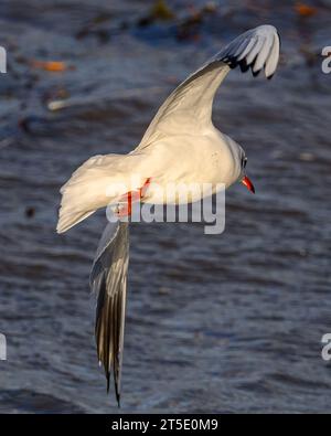 Schwarzkopfmöwe im Flug über den Firth of Forth in Cramond, Edinburgh, Schottland, Großbritannien Stockfoto