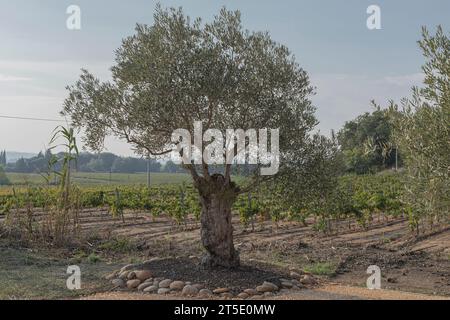 Alter Olivenbaum umgeben von einer Steingrenze vor einem neu bepflanzten Weinberg Stockfoto