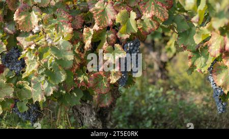 Reife schwarze Trauben und Blätter wechseln ihre Farbe auf den Herbstweben in der Cotes du Rhone Südfrankreich Stockfoto