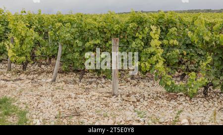 Stoney-Boden der Sancerre-Weinberge mit eralignen Frühlingsweben, die nur frühe Blätter produzieren Stockfoto