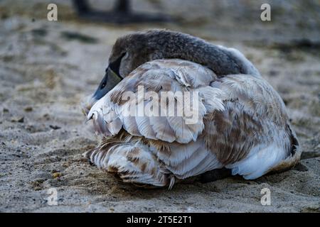 Ein Schwan schläft an einem kühlen Winterabend am Strand von Long Island, bevor er Zuflucht sucht. Stockfoto