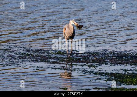 Ein großer Blaureiher geht an einem warmen, sonnigen Herbsttag zum Ufer, nachdem er einen Fisch in der Salzwasserbucht Long Island gefangen hat Stockfoto