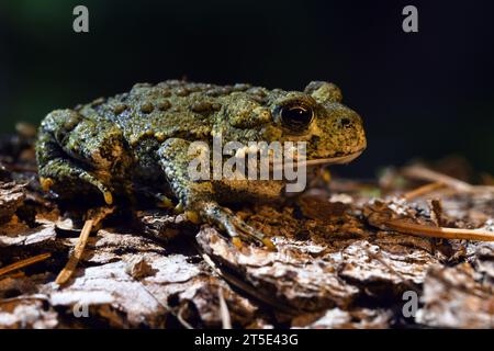 Westkröte (Anaxyrus boreas) in einem alten Wald im Sommer. Kootenai National Forest im Yaak Valley im Nordwesten von Montana Stockfoto