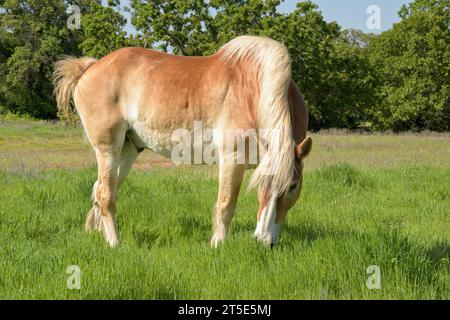 Belgisches Zugpferd weidet auf üppig grünem Gras auf einer sonnigen Sommerweide Stockfoto