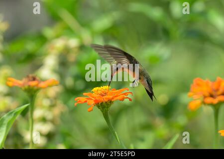 Ruby-throated Hummingbird bekommt Nektar von einer Zinnia-Blume im Flug Stockfoto