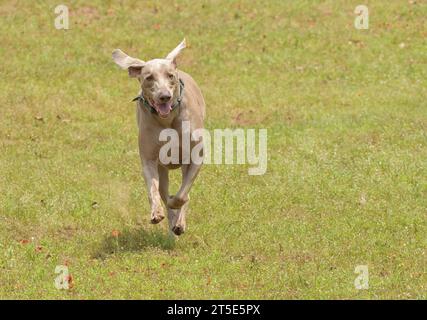 Weimaranerhund, mit Ohren flatternd, im Sommer auf einem grünen Grasfeld auf den Betrachter zu laufen; mit Kopierraum Stockfoto