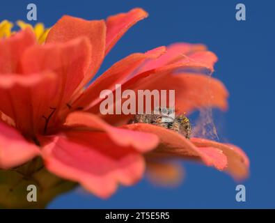 Die schöne Phidippus Princeps springt in ihrem Fell zwischen den Blüten einer rosa Zinnia-Blüte, mit gelben Pollen auf ihren Haarbüscheln Stockfoto