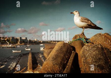 Eine Möwe posiert in der sonnigen Landschaft der Stadt Cascais Stockfoto