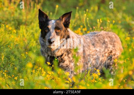 Schwarz-weißer Texas Heeler Hund in gelben und grünen Wildblumen an einem frühen Morgen Stockfoto