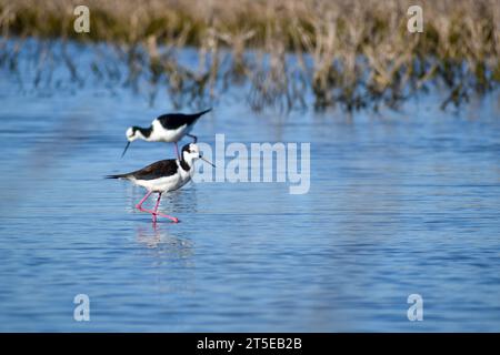 Zwei Schwarzhalsstelzen (Himantopus mexicanus), die im flachen Wasser der laguna de navarro, Provinz buenos aires, argentinien, nach Nahrung suchen Stockfoto