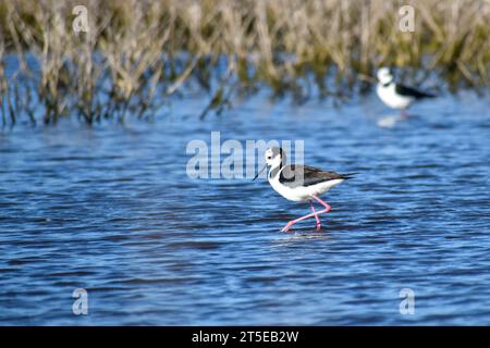 Zwei Schwarzhalsstelzen (Himantopus mexicanus), die im flachen Wasser der laguna de navarro, Provinz buenos aires, argentinien, nach Nahrung suchen Stockfoto