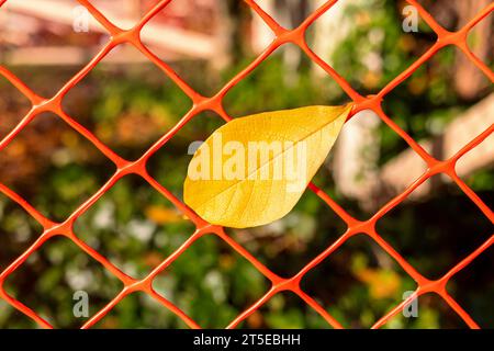 Einzelnes gelbes Blatt ist in einem orangefarbenen Netzzaun gefangen, der die Bauarbeiten in Vancouver, Kanada, absperrt. Stockfoto