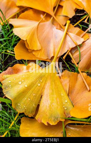 Regen fällt auf Ginkgoblätter, die während eines Herbstregensturms in Vancouver, Kanada, fallen. Die Blätter liegen auf grünem Gras. Stockfoto