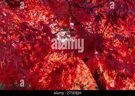 Das Baldachin eines japanischen Ahornbaums, von unten betrachtet, mit Sonnenschein durch die roten Blätter. Erschossen im Herbst in Vancouver, Kanada. Stockfoto