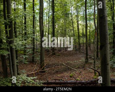 Deutscher Buchenwald mit vielen Bäumen in verschiedenen Altern. Trockene Laubblätter auf dem Boden. Natürliche Umgebung in ländlicher Umgebung mit idyllischer Atmosphäre Stockfoto